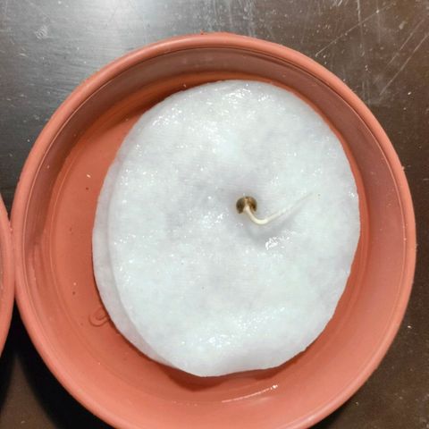 Hybrid (alien) growlog timeline photo