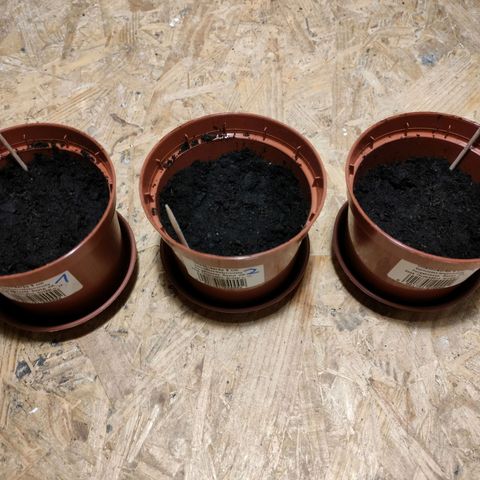 Hybrid (alien) growlog timeline photo
