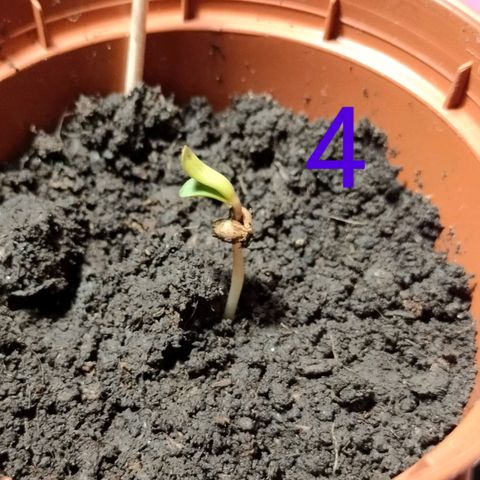 Hybrid (alien) growlog photo: Second and fourth live.
It's very happy moments!