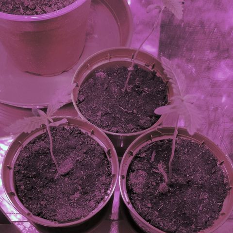 Hybrid (alien) growlog timeline photo
