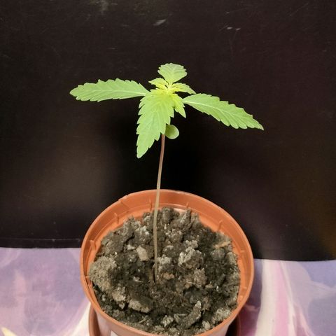 Hybrid (alien) growlog timeline photo