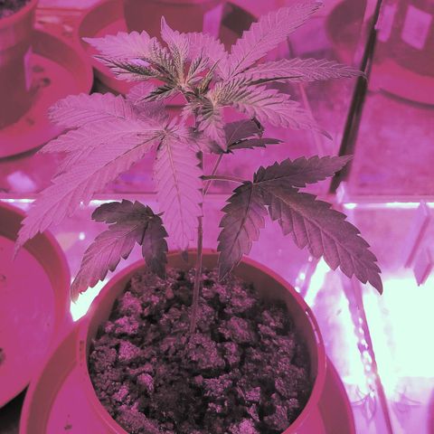 Hybrid (alien) growlog photo: Hello, a little check-in.
The plants are doing very well, I water them every two days.
Good luck everyone.