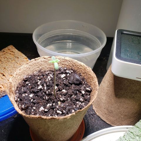 Geloctane  growlog timeline photo