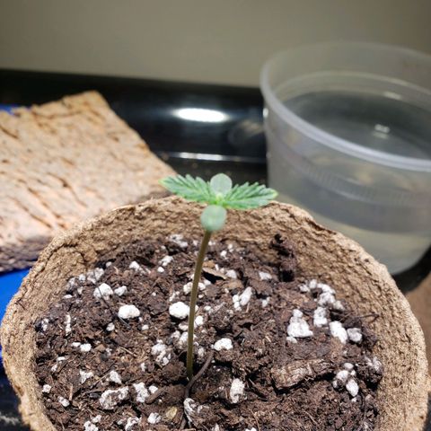 Geloctane  growlog photo: 90° outside today 