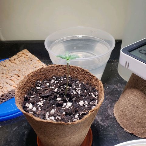 Geloctane  growlog photo: 89°outside 