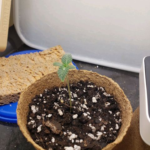 Geloctane  growlog timeline photo