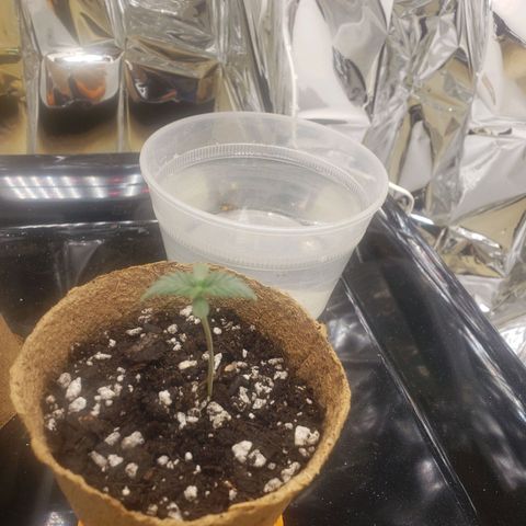 Geloctane  growlog photo: Perfect temperature perfect humidity 78°f  70%h