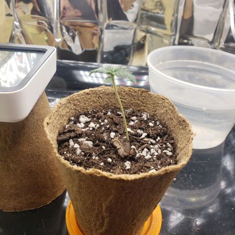 Geloctane  growlog timeline photo