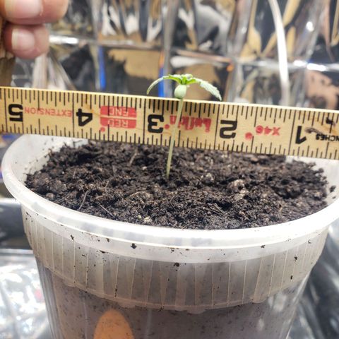 Geloctane  growlog photo: Soil was dry  So I potted up 1:30am