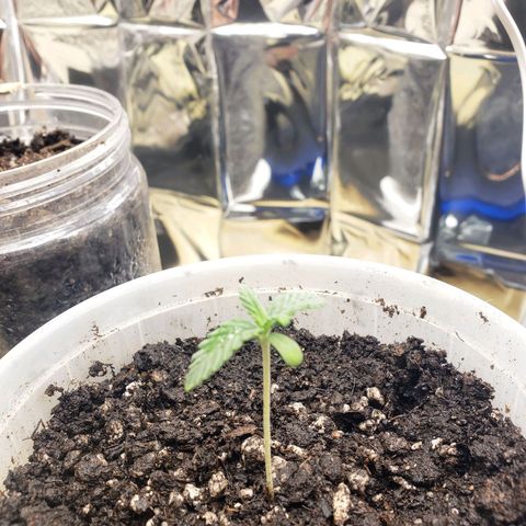 Geloctane  growlog timeline photo
