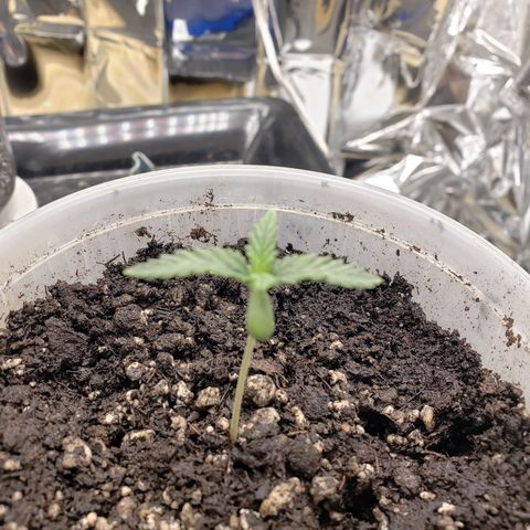 Geloctane  growlog timeline photo