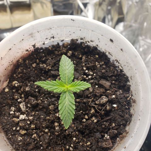 Geloctane  growlog timeline photo