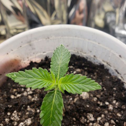 Geloctane  growlog timeline photo