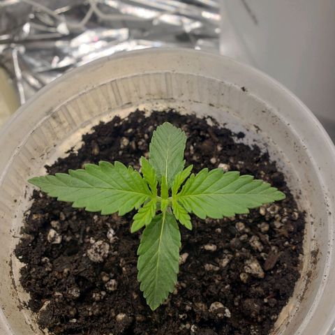 Geloctane  growlog timeline photo