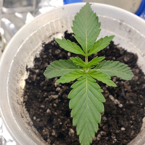 Geloctane  growlog photo: I think it looks okay so I didn't want it today 