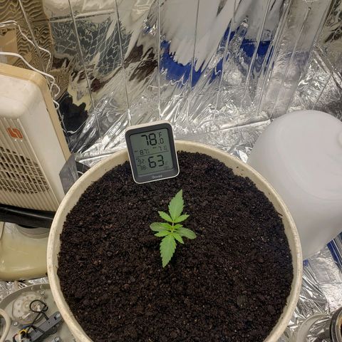 Geloctane  growlog photo: Transplanted 6:00
