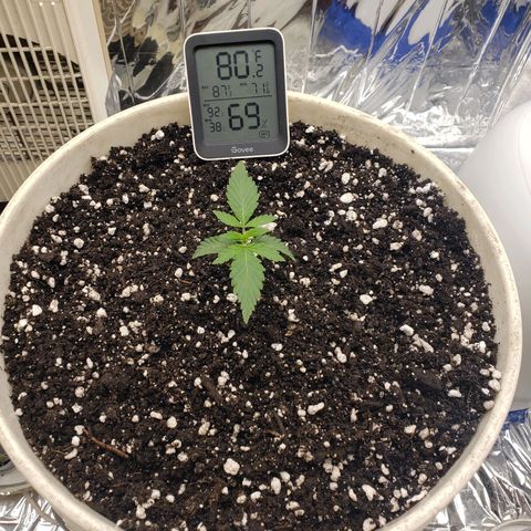 Geloctane  growlog photo: Added more perlite to the top 3-4 inches 