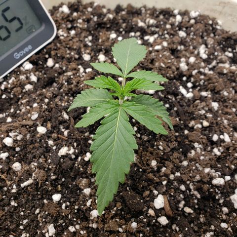 Geloctane  growlog timeline photo