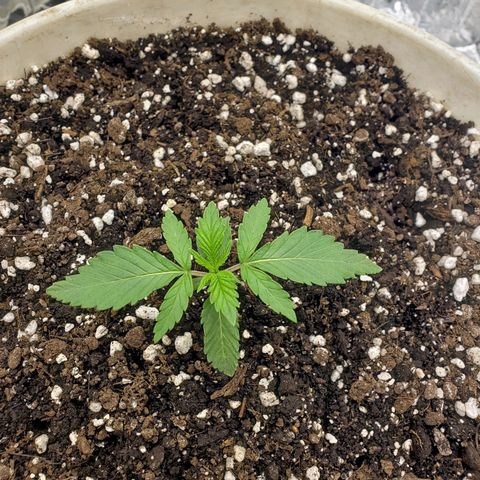 Geloctane  growlog timeline photo