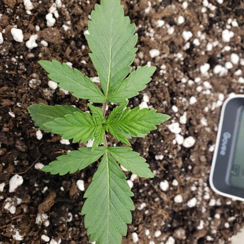 Geloctane  growlog timeline photo