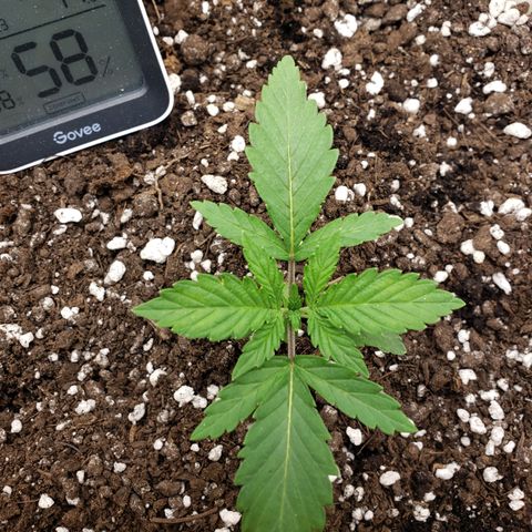 Geloctane  growlog timeline photo
