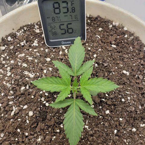 Geloctane  growlog timeline photo
