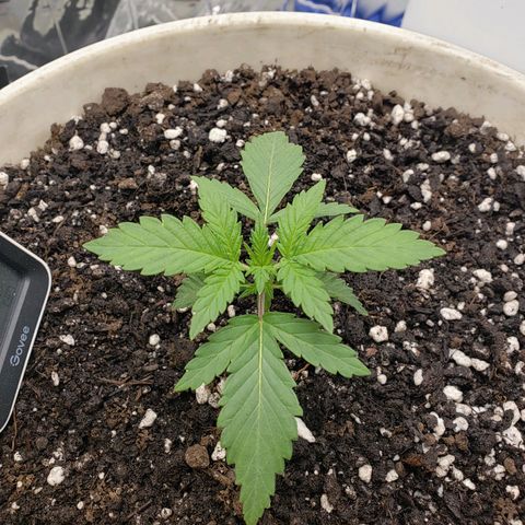 Geloctane  growlog photo: Just feed nutrients 12:40