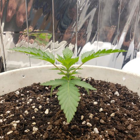 Geloctane  growlog timeline photo