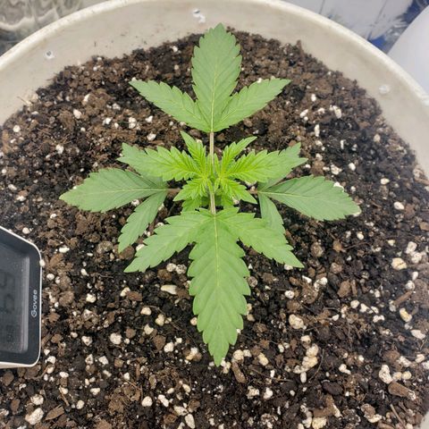 Geloctane  growlog timeline photo