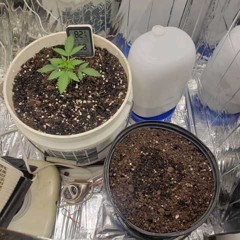 Geloctane  growlog photo: Super skunk auto flower sprouted today 5:00pm