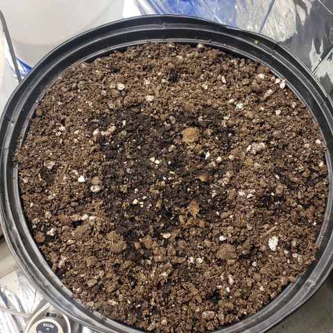 Geloctane  growlog photo: Super skunk auto flower sprouted today 5:00pm