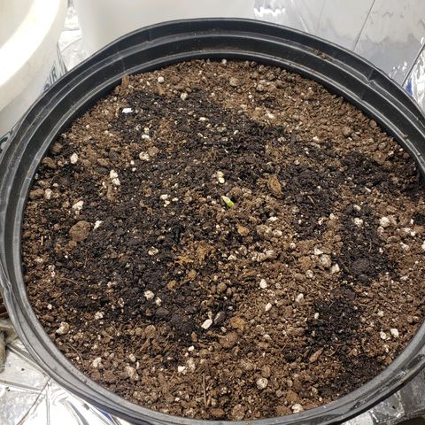 Geloctane  growlog timeline photo