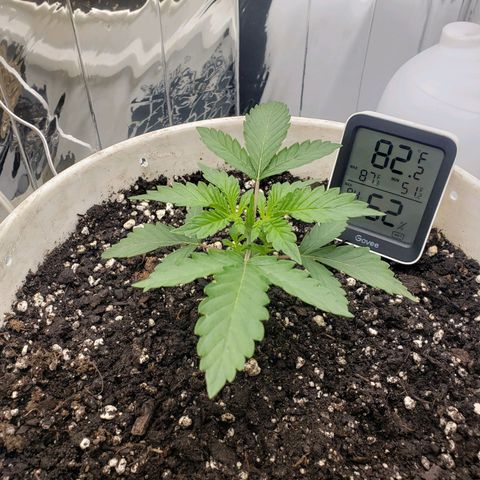 Geloctane  growlog timeline photo