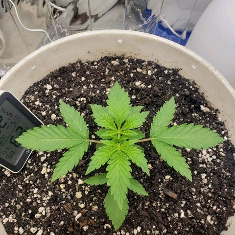 Geloctane  growlog timeline photo