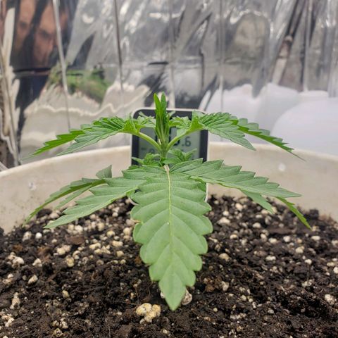 Geloctane  growlog timeline photo