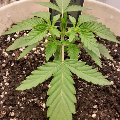 Geloctane  growlog timeline photo