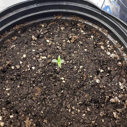 Geloctane  growlog timeline photo