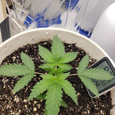 Geloctane  growlog timeline photo
