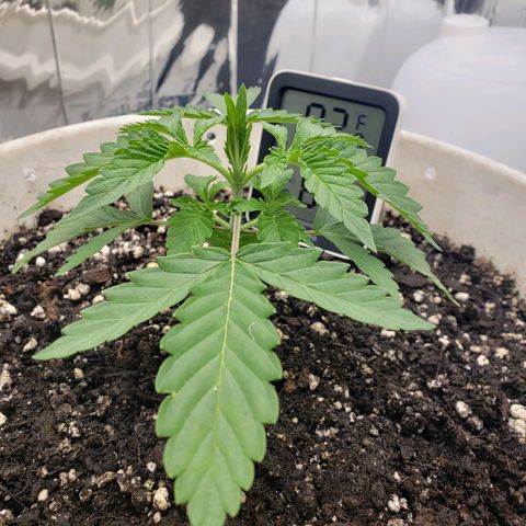Geloctane  growlog timeline photo