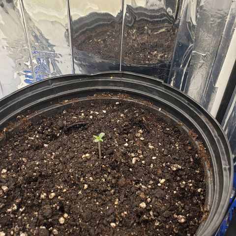 Geloctane  growlog timeline photo