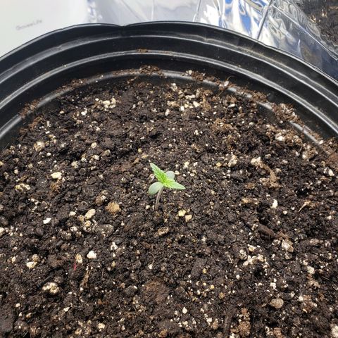 Geloctane  growlog timeline photo