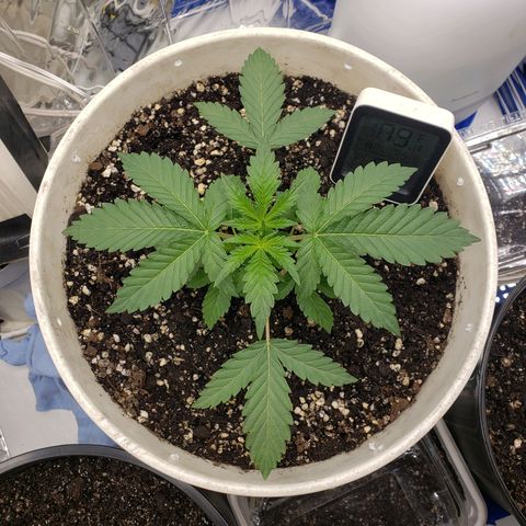 Geloctane  growlog timeline photo