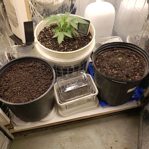 Geloctane  growlog timeline photo