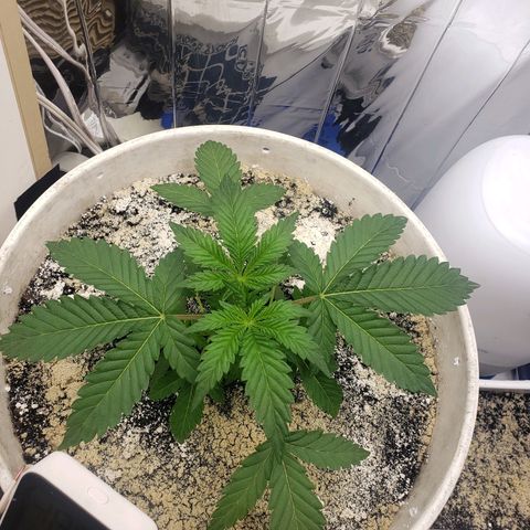 Geloctane  growlog timeline photo