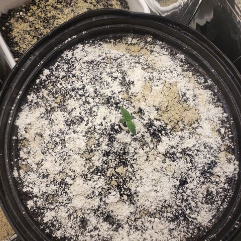 Geloctane  growlog timeline photo