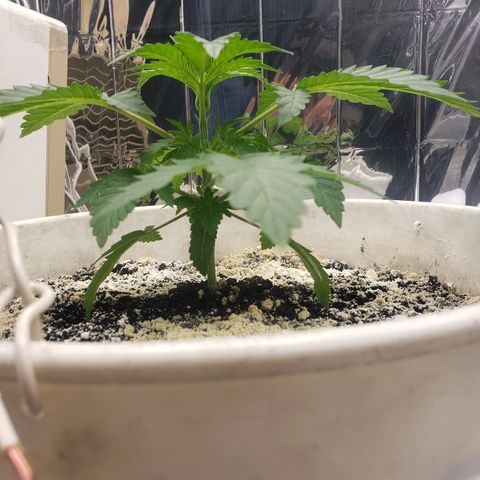 Geloctane  growlog timeline photo