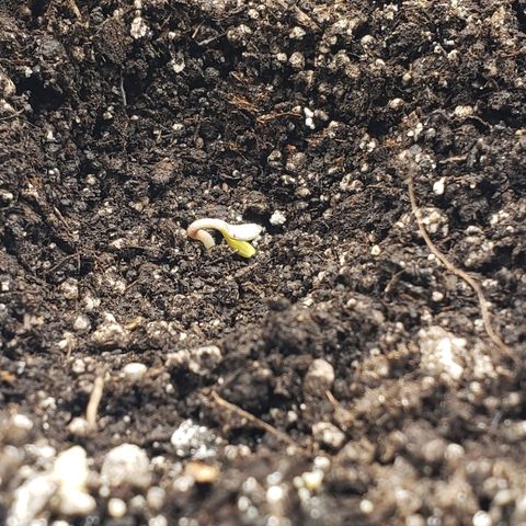 Geloctane  growlog photo: Dug the Khalifa kush out a little bit it was  Sprouting underneath I think I buried it to deep 
