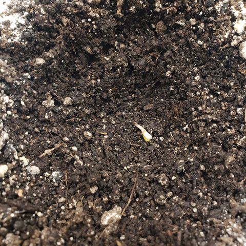 Geloctane  growlog photo: Dug the Khalifa kush out a little bit it was  Sprouting underneath I think I buried it to deep 