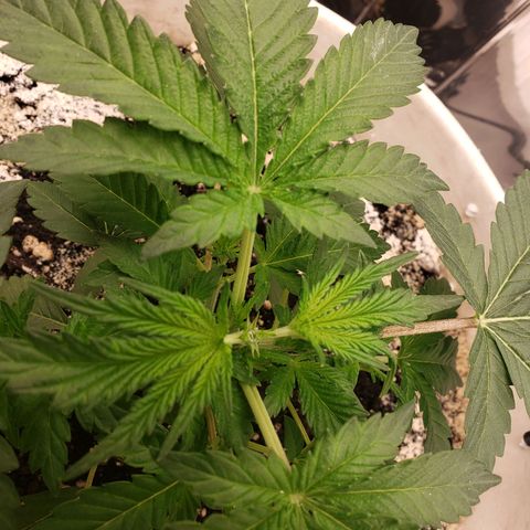 Geloctane  growlog timeline photo