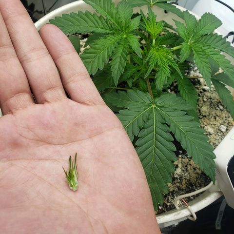 Geloctane  growlog timeline photo